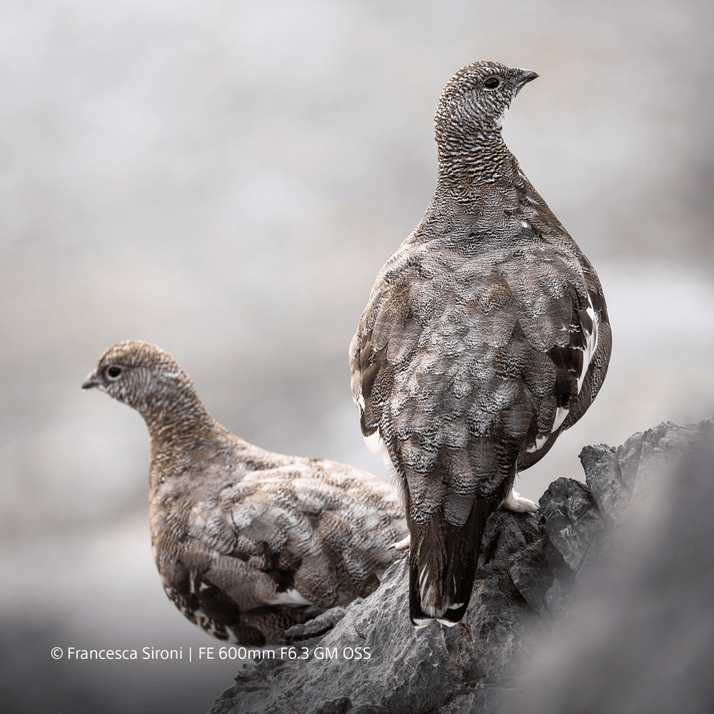 Sony FE 600mm F6.3 GM OSS